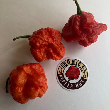 MA Wartryx - Seeds - The Pepper Pantry (Formerly Marie Sharp's)